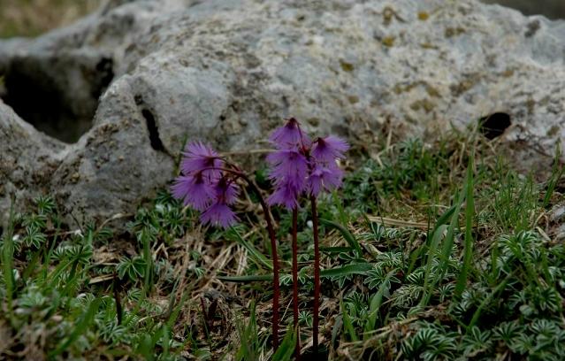 Soldanella alpina / Soldanella comune